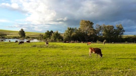 Riebeek-Kasteel Accommodation at Klein Eikeboom Guest Farm | Viya