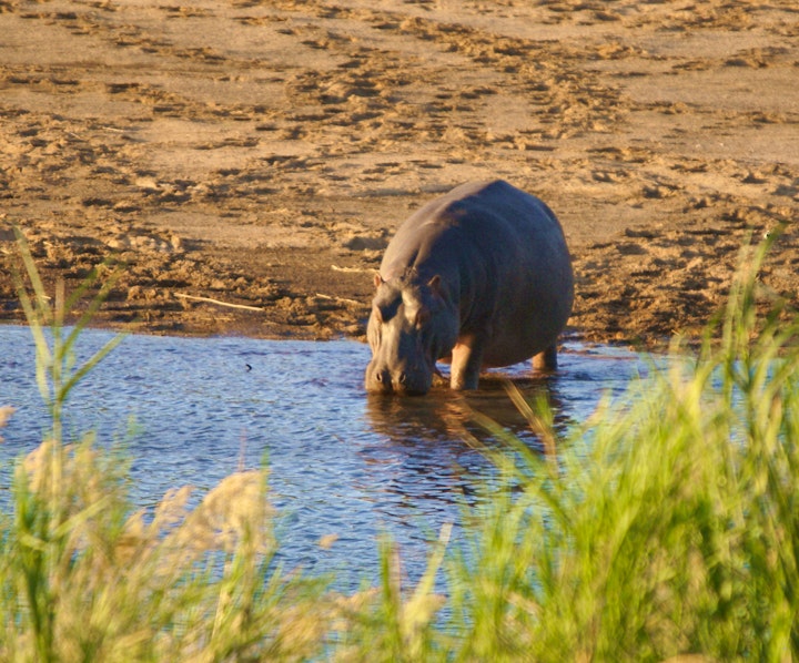 Kruger National Park South Accommodation at Tau Self-catering House | Viya