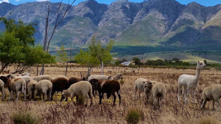 Western Cape Accommodation at Fynbos Guest Farm & Animal Sanctuary | Viya