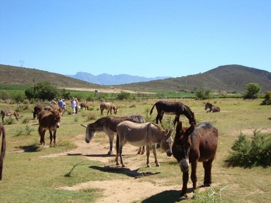 Eseltjiesrus Donkey Sanctuary