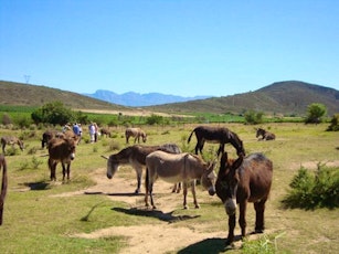 Eseltjiesrus Donkey Sanctuary