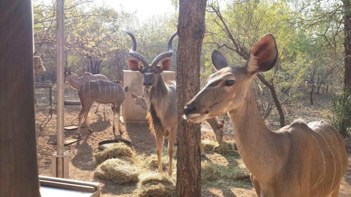 Kruger National Park South Accommodation at 2362 On Swartwitpens | Viya