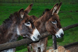 Boland Accommodation at Fynbos Guest Farm & Animal Sanctuary | Viya