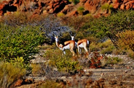 Kalahari Accommodation at Daberas Guest Farm | Viya