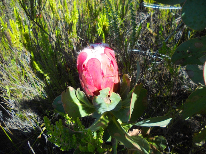 Western Cape Accommodation at De Hoop Cottages | Viya