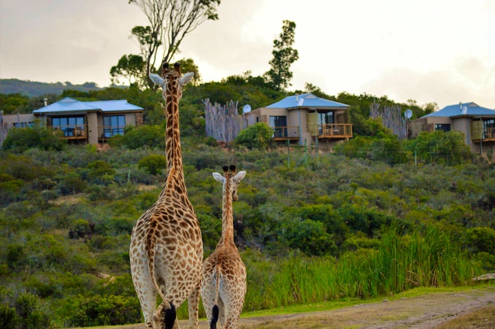 Western Cape Accommodation at Garden Route Game Lodge | Viya