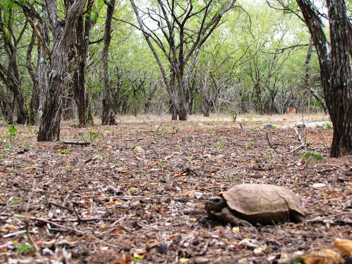 Kruger National Park South Accommodation at Umvangazi Rest | Viya