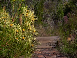 Plettenberg Bay Accommodation at Fynbos Ridge Country House and Cottages | Viya