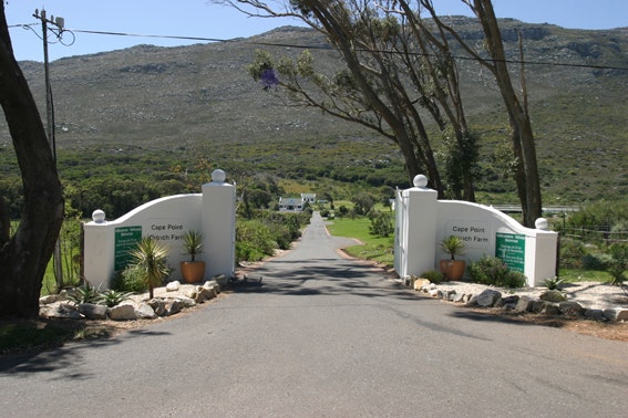 Cape Point Ostrich Farm