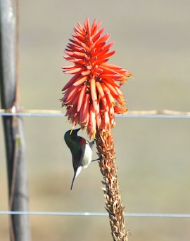 Garden Route Accommodation at Eden Eco Cottages | Viya