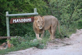 Kruger To Canyons Accommodation at Masodini Private Game Lodge | Viya