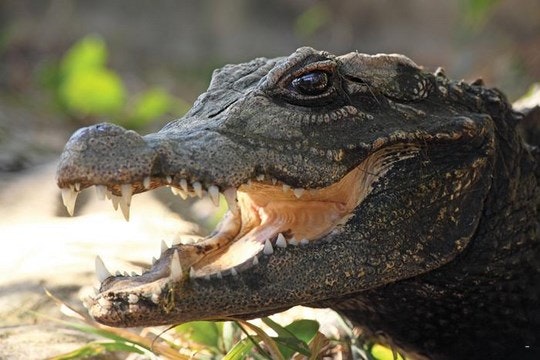 DumaZulu Village & Reptile Park