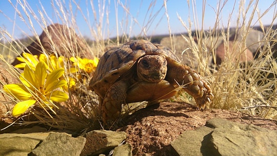 Karoo Accommodation at  | Viya