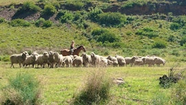 Eastern Cape Accommodation at Alpine Swift Trails High Altitude Training Facility | Viya