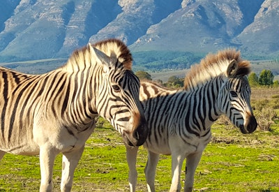  by Fynbos Guest Farm & Animal Sanctuary | LekkeSlaap