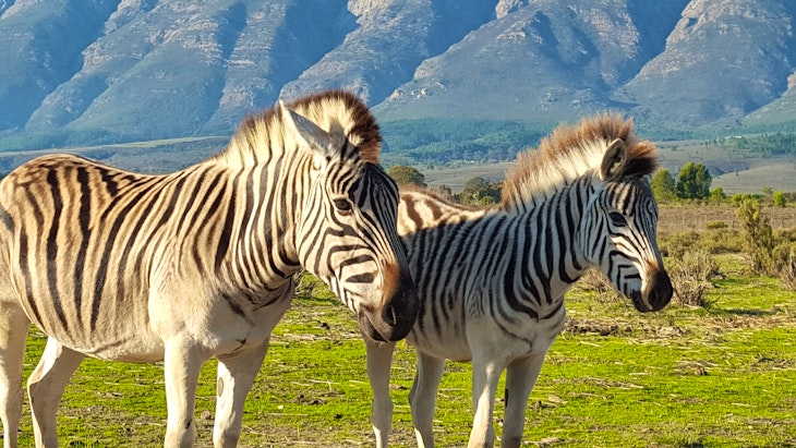  by Fynbos Guest Farm & Animal Sanctuary | LekkeSlaap