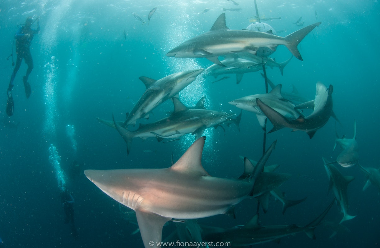 Blue Wilderness Dive Expeditions