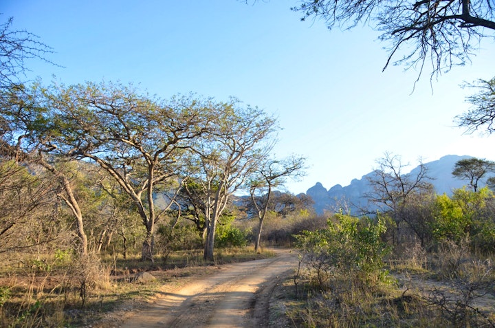 Limpopo Accommodation at Moholoholo Forest Camp | Viya