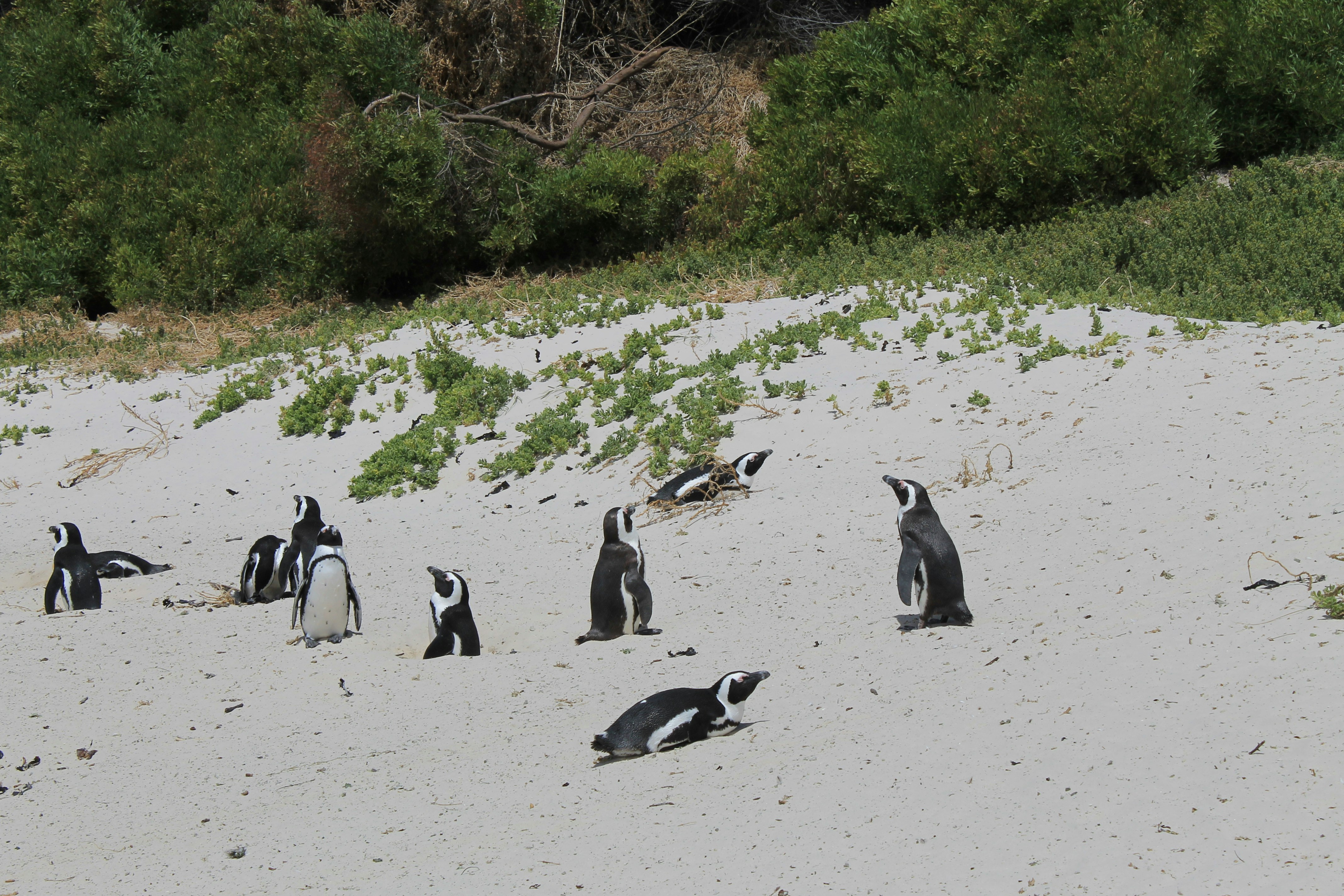 Boulders Beach And Penguin Colony