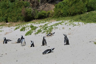 Boulders Beach And Penguin Colony