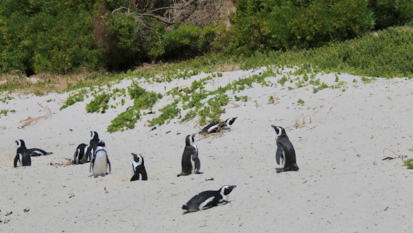  at Boulders Beach And Penguin Colony | TravelGround