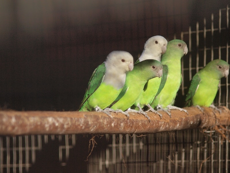 1000 Hills Bird Park