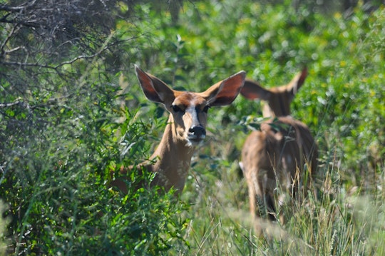 Limpopo Accommodation at  | Viya