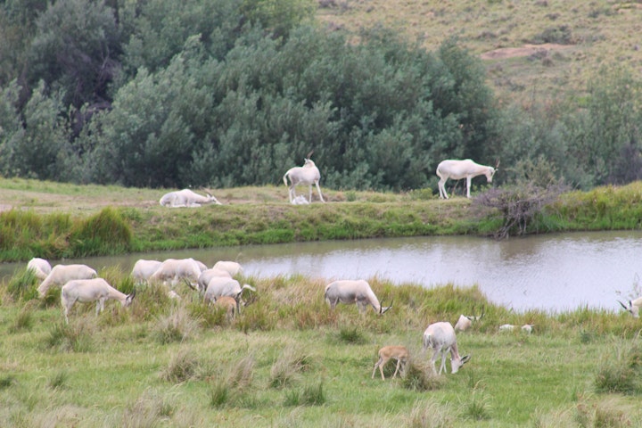 Free State Accommodation at Uitzicht Private Game Reserve and Lodge | Viya