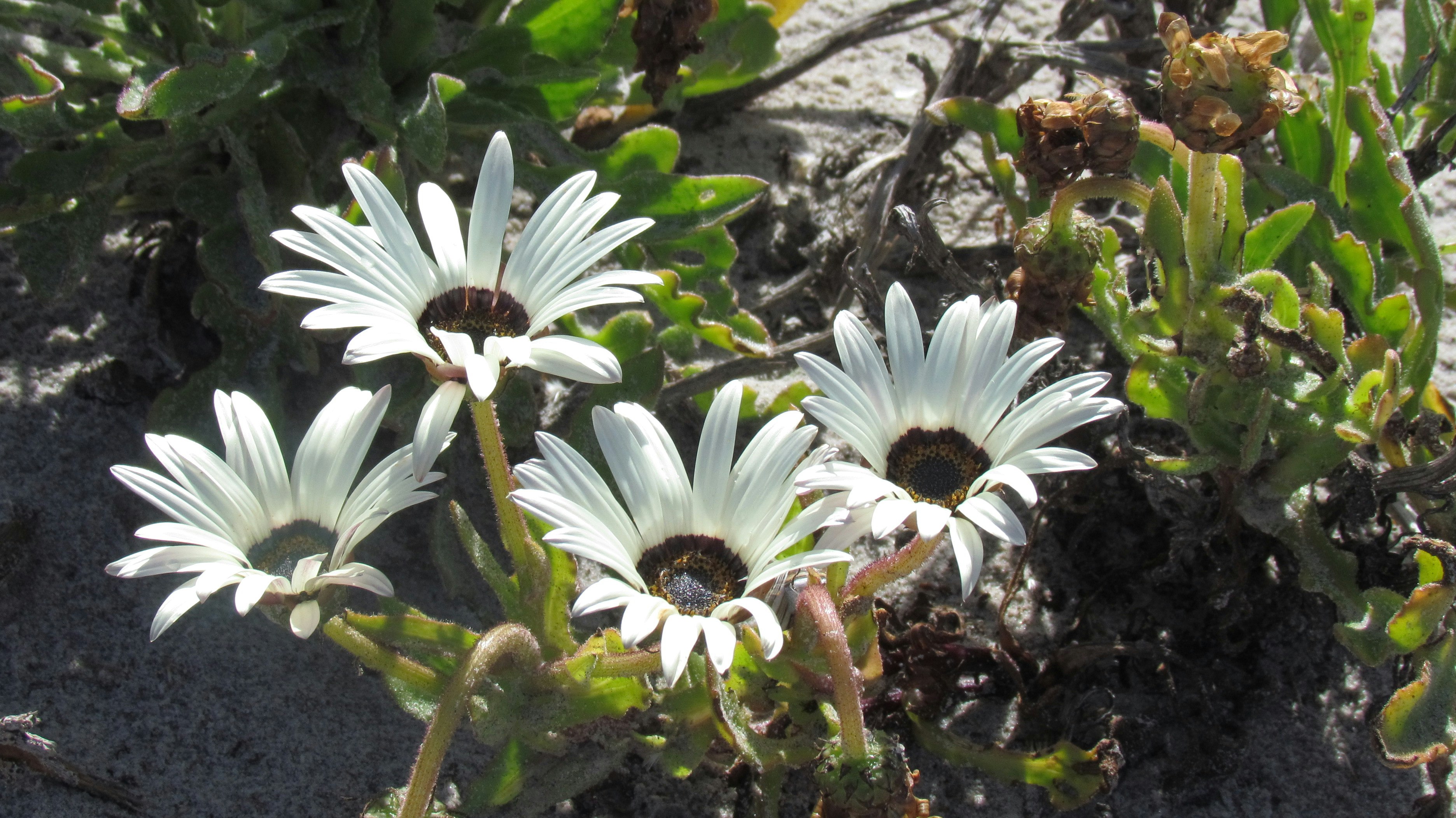 Namaqua Flower Beach Camp | LekkeSlaap