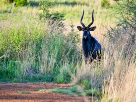 Limpopo Accommodation at Elements Private Golf Reserve | Viya