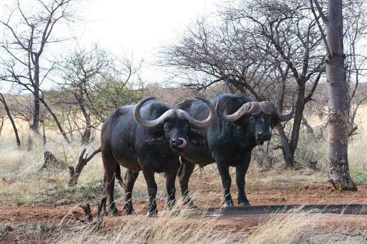 Limpopo Accommodation at Buffalo Thorn Safari Lodge | Viya