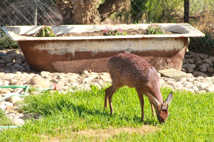 Western Cape Accommodation at Grysbok Self-catering Country House | Viya