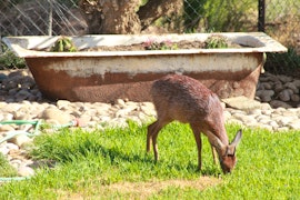 Garden Route Accommodation at Grysbok Self-catering Country House | Viya