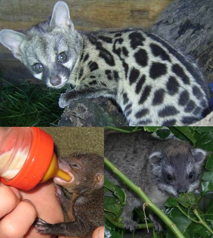 Crags View Wild Care Centre