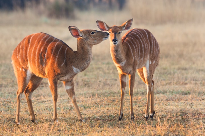 Limpopo Accommodation at Witgatboom Boskamp | Viya