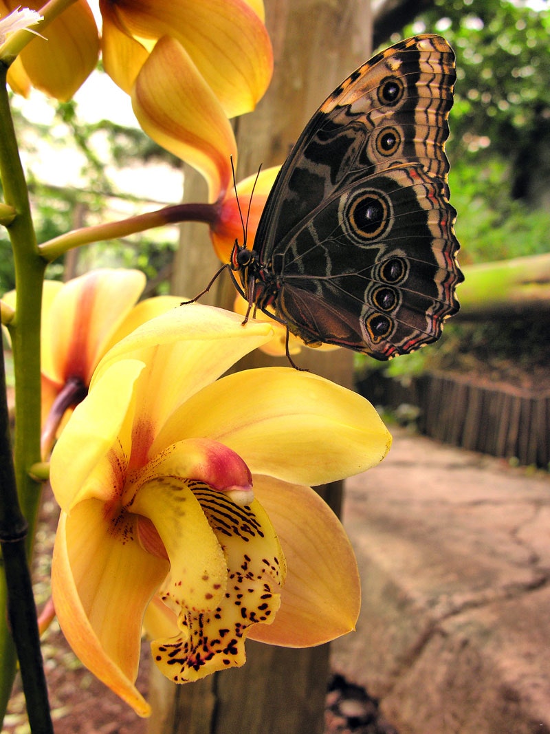 Butterflies For Africa