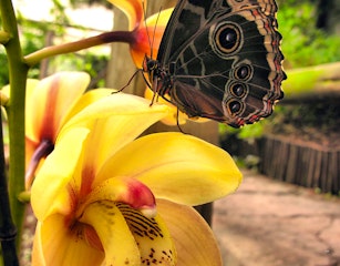 Butterflies For Africa
