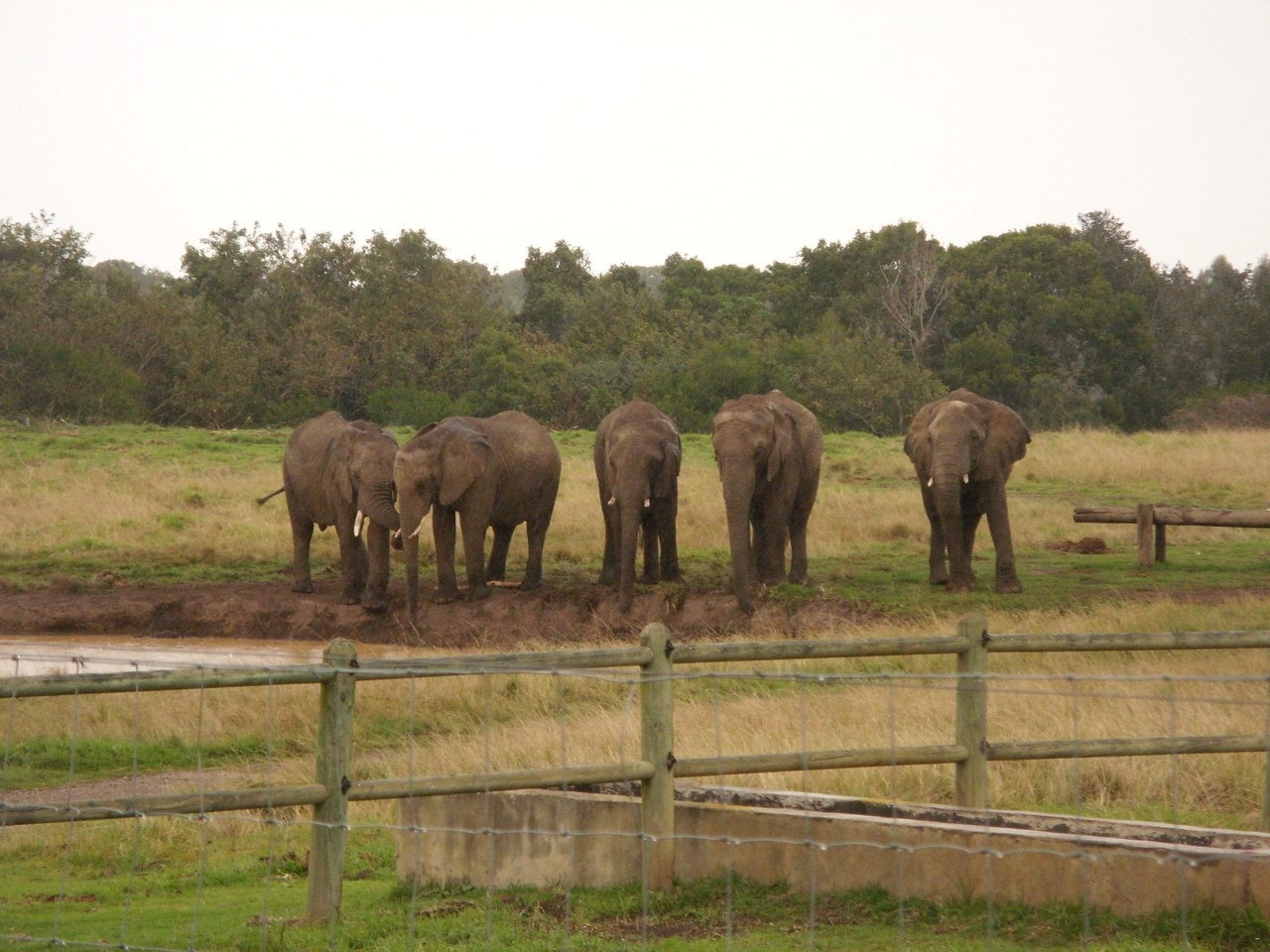 The Elephant Sanctuary