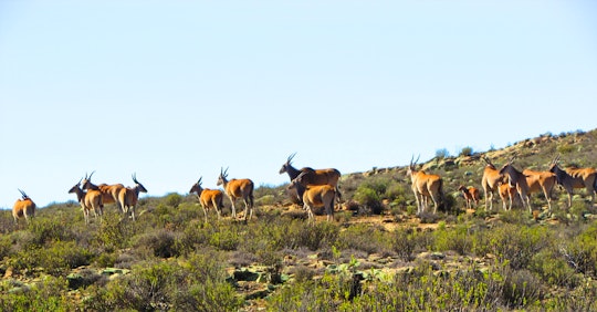 Karoo Accommodation at  | Viya