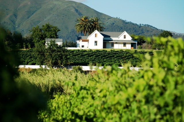 Alkmaar Boutique Vineyard