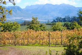 Overberg Accommodation at Belfield Wines and Farm Cottages | Viya