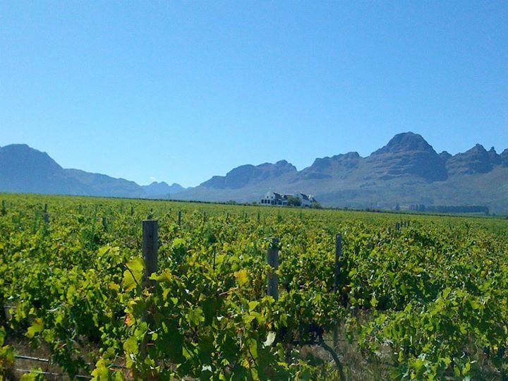 Spier Wine Estate