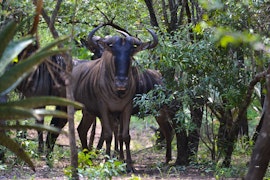 Kruger National Park South Accommodation at Peace of Marloth | Viya