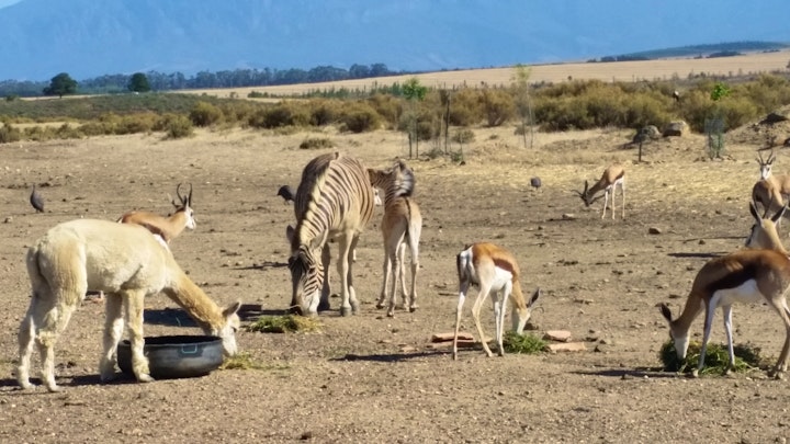 Western Cape Accommodation at Fynbos Guest Farm & Animal Sanctuary | Viya
