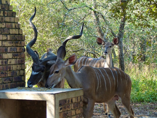 Kruger National Park South Accommodation at  | Viya