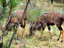 Limpopo Accommodation at Zinyala Private Game Reserve | Viya