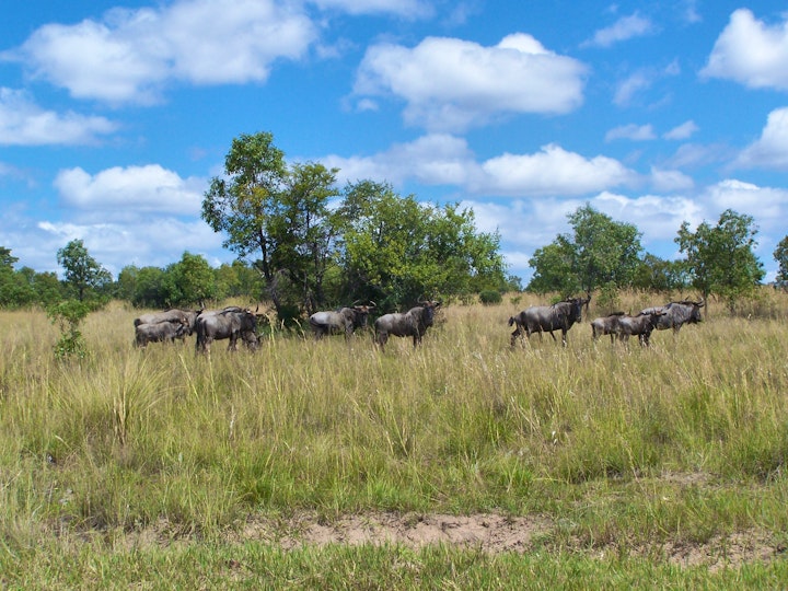 Waterberg Accommodation at Pumula Game Farm | Viya