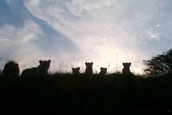 Inkwenkwezi Private Game Reserve