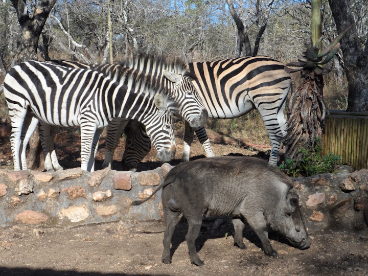 Kruger National Park South Accommodation at Die Hartbeeshuisie | Viya