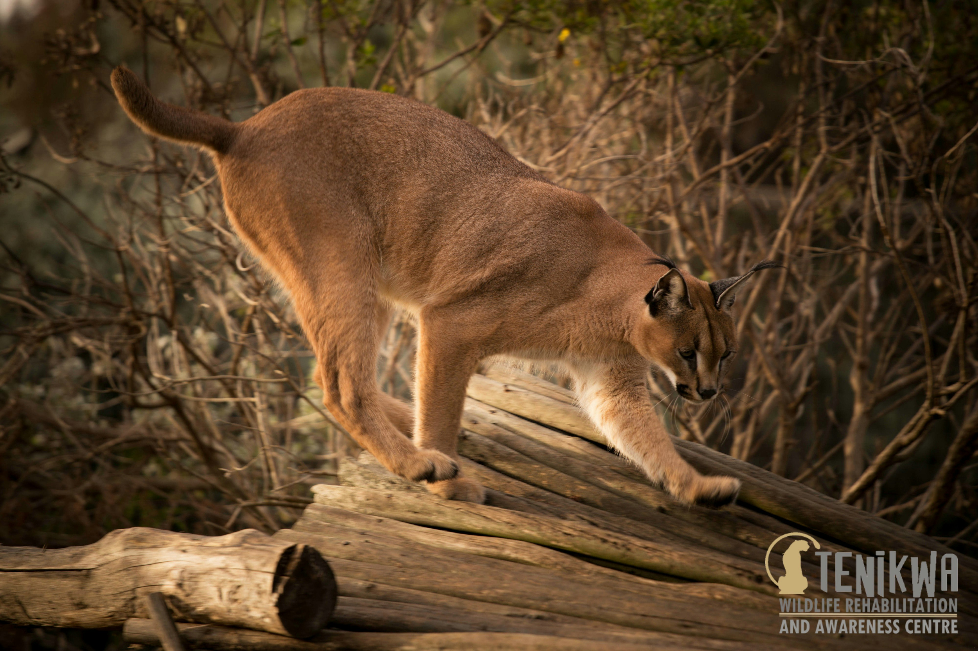 Tenikwa Wildlife Awareness Centre